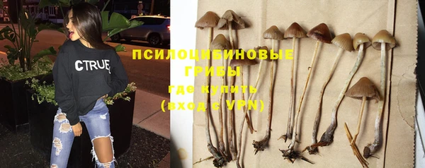 шишки Бородино